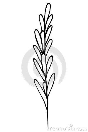 Rosemary Sketch, Rosemary Tattoo, Illustration Outline, Plant Doodle, Rosemary Plant, Doodle Style, Sketches Simple, Lotus Flower Tattoo, Simple Tattoos