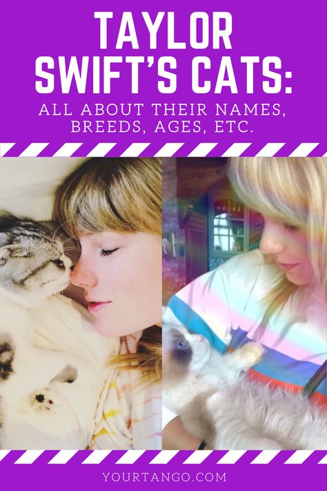 #taylorswift #taylorswiftscats #taylorswiftandhercats Taylor Swift's Cats, Taylor Swift Cat, Benjamin Button, Olivia Benson, Pretty Kitty, Three Cats, Meredith Grey, Itty Bitty, Pretty Cats