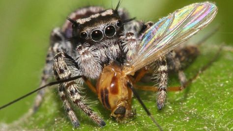 Spiders top the global predator charts Spider Eating, Jumping Spider, Food Web, Science Photos, Arthropods, Beneficial Insects, Arachnids, Basel, Spiders