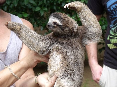 Karate Sloth Sloth Eating, Sloth Life, A Sloth, List Of Animals, Baby Sloth, Cute Sloth, Funny Animal Pictures, Spirit Animal, Beautiful Creatures