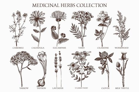 Medicinal Herbs Collection by Yevheniia on @creativemarket St Johns Wort Drawing, Medicinal Herb Tattoo, Plant Medicine Tattoo, Chamomile Plant Tattoo, Valerian Flower Tattoo, Lavender And Chamomile Tattoo, Chamomile Plant Drawing, Valerian Tattoo, Herb Tattoo Botanical Drawings