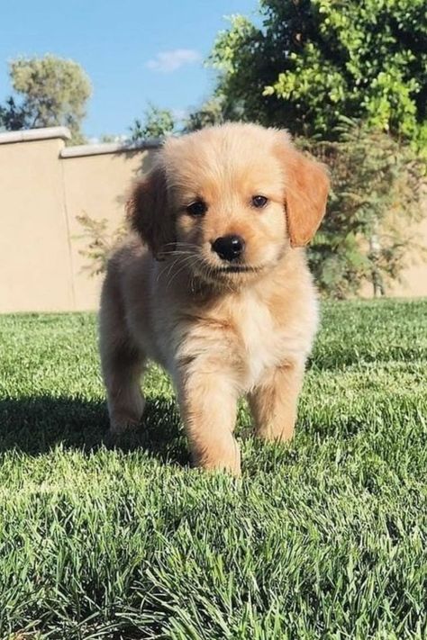 Can't get enough of these adorable golden retriever moments! Training Strategy, Perros Golden Retriever, Adorable Golden Retriever, Golden Retriever Baby, Cute Puppies And Kittens, Very Cute Puppies, Bad Behavior, Cute Animals Puppies, Very Cute Dogs