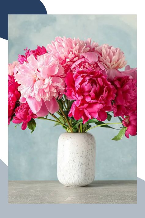 Peonies are beloved for their lush, fragrant blooms, making them a favorite choice for floral arrangements. However, keeping them fresh in a vase requires specific care techniques. In this article, we’ll guide you through essential steps on how to care for peonies in a vase, ensuring they remain vibrant and beautiful for as long as possible. Peonies In A Vase, Peony Care, Long Vase, Banana Tree, Peace Lily, Peonies Bouquet, Flower Food, Fragrant Flowers, Hydrangea Flower