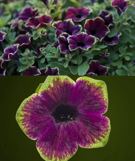 Petunias, Plants