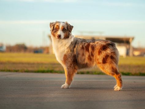 Empire Miniature American Shepherds Mini American Shepherd, Miniature American Shepherd, American Shepherd, Miniatures, Dogs, Blue, Quick Saves