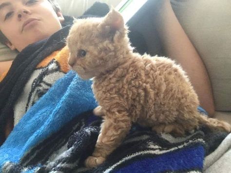 Curly Haired Cat, Selkirk Rex Kittens, Cat Breeds Hypoallergenic, Curly Cat, Hypoallergenic Cats, Selkirk Rex, Orange Kittens, Animal Babies, Rex Cat