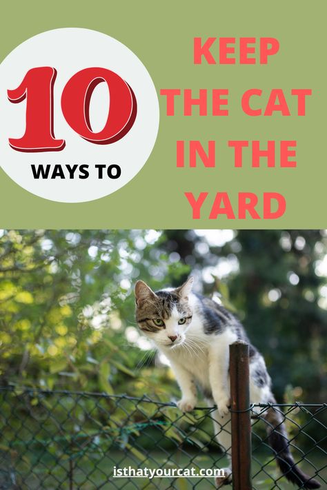 Ten practical ideas to use when trying to keep your cat in your yard. Stop the escapee for once and for all! Outdoor Cat Run Ideas, Coyote Rollers, Outdoor Cat Run, Cat Fence, Cat Proofing, Cat Run, Cat Hacks, Cat Enclosure, Organizing Time