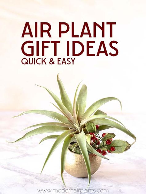 Easy Air Plant Gift Ideas: Perfect for every occassion Christmas Air Plant Ideas, Air Plant Gift Ideas, Air Plant Containers, Diy Air Plant Holder Ideas, Diy Air Plant Holder, Air Plant Display Ideas, Air Plant Ornament, Plant Gift Ideas, Plant Wreath