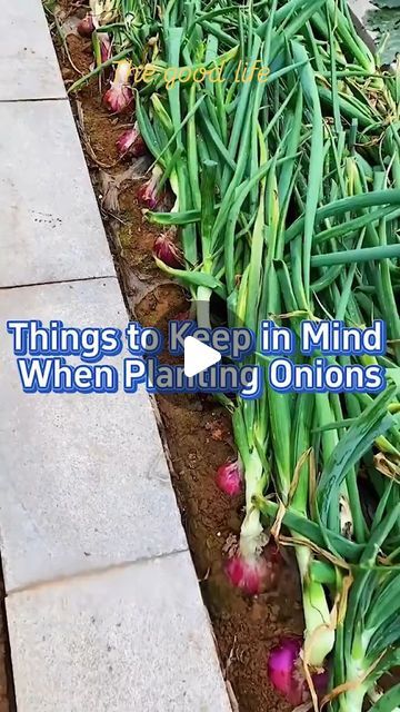 Anthony Alexis on Instagram: "Onion 🧅 #gardening" Onion Gardening, Plant Onions, Green Onions Growing, Planting Plants, Growing Onions, Gardening Planting, Planting Onions, When To Plant, Things To Keep In Mind