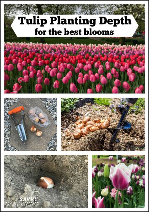 Tulip Planting Depth: How to Plant Your Tulip Bulbs For Optimal Blooms