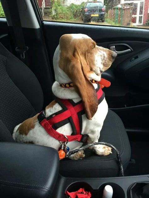 Riding in the car is serious business! Basset Dog, Basset Puppies, Hound Dogs, Basset Hound Puppy, Hound Puppies, Basset Hound Dog, Bassett Hound, Basset Hounds, Bad Dog