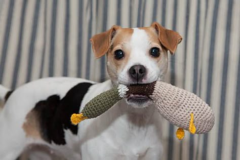 Homemade Dog Toys, Puppy Obedience Training, Diy Dog Toys, Positive Dog Training, Crochet Dog Patterns, Easiest Dogs To Train, Basic Dog Training, Best Dog Training, Crochet Diy