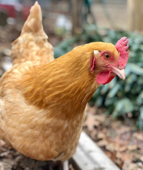 Buff Orpington Hen, Orpington Chickens, Buff Orpington Chickens, Buff Orpington, Arte Doodle, Chicken Health, Brown Eggs, Chicken Breeds, Chickens Backyard