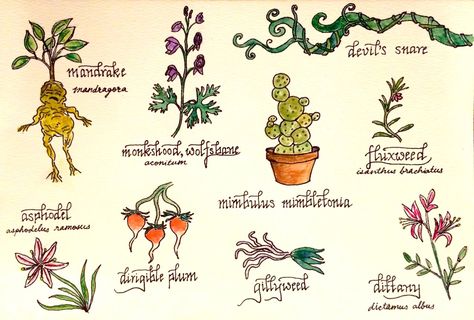 harry potter herbology Flowers From Harry Potter, Harry Potter Flowers, Harry Potter Plants, Harry Potter Classes, Harry Potter Creatures, Harry Potter School, Harry Potter Classroom, Magic Tattoo, Anniversaire Harry Potter