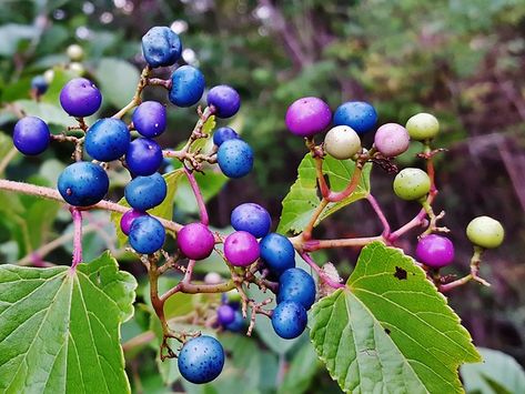 Porcelain Berry | This is a picture of some Porcelain Berrie… | Flickr Porcelain Berry, Pinterest Plant, Herbs Image, Zone 5, California Poppy, Evening Primrose, Climbing Plants, Medicinal Herbs, Horticulture