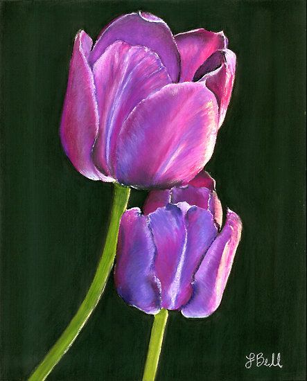 "Passion" pastel drawing by Laura Bell. Black Background, Tulips, Pencil, Pastel, Purple, Flowers, Black, Art