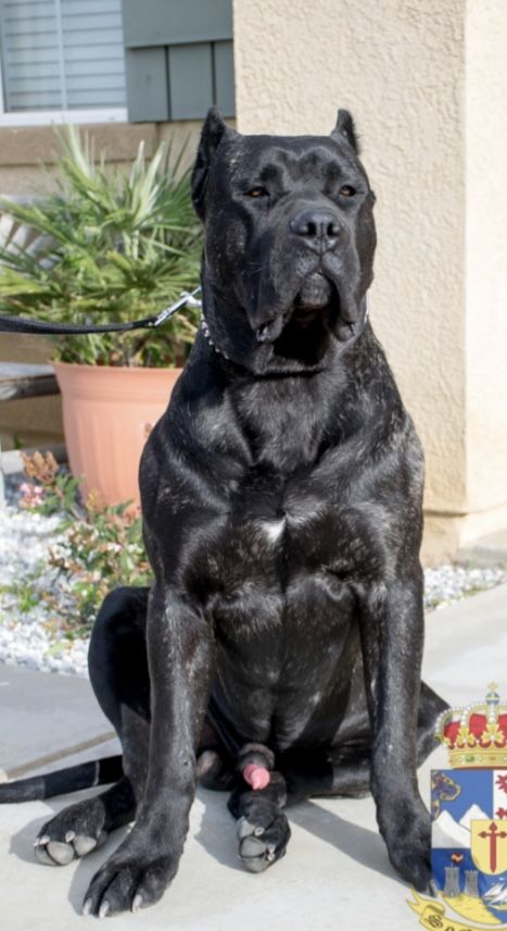 Presa Canario, Big Dog Breeds, Bully Dog, Dog Photography, Big Dogs, Mans Best Friend, Animal Drawings, Labrador Retriever, Dog Breeds