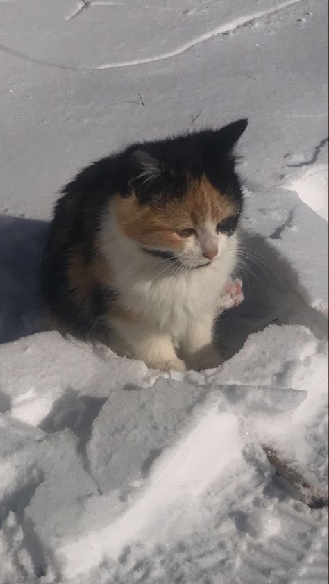 Cat in snow <3 Snow Cat Aesthetic, Winter Cat Aesthetic Wallpaper, Cat Snow, Snow Cat Wallpaper, Cat In Snow Aesthetic, Winter Cat Aesthetic, Snow Cat, Cat In Snow, Cats In Snow