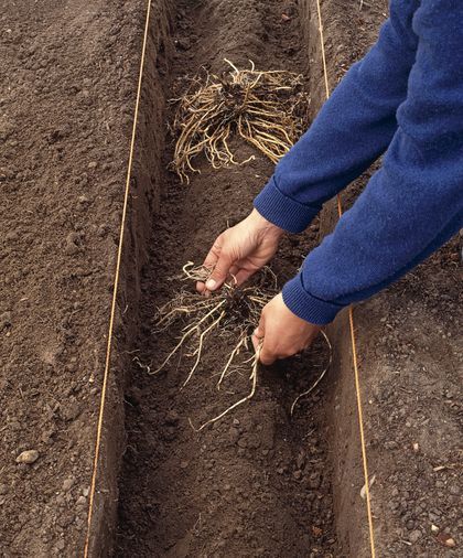 Transplant Asparagus, Asparagus Plants, Asparagus Garden, Grow Asparagus, Asparagus Plant, Growing Asparagus, Allotment Gardening, Perennial Vegetables, Garden Veggies