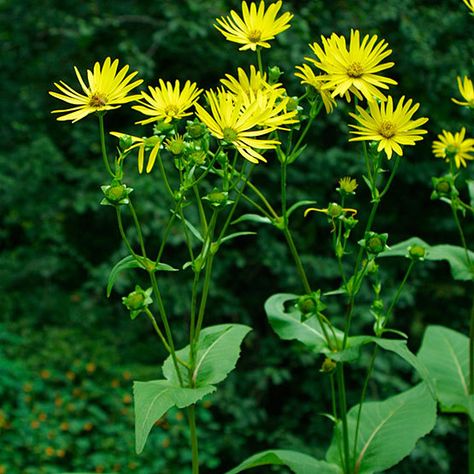 Yellow Perennials, Plants That Attract Butterflies, Cup Plant, Cup Flower, Native Plant Gardening, Fine Gardening, Sun Plants, Yellow Daisy, How To Attract Birds