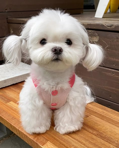 White Bichon Frise, Cute Bichon Frise Puppies, Bichon Frise Aesthetic, Bishon Dogs, Bichon Frise For Sale, Bichon Puppy, Cute White Puppy, Cute Bichon Frise, Cute White Dog