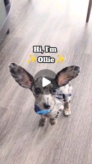 Ollie with the big ears 🖤 on Instagram: "Welcome to my life! 🐾❤️  Happy National Puppy Day! ✨  #puppylife #cutepuppy #dachshund #chihuahua #chiweenie #teckel #dogmom #cutedog #WeekendVibes #weekend #doglife #dogmomlife #dachshundlife" Chiwawa Puppies, Chiweenie Dogs, Dachshund Chihuahua, Welcome To My Life, National Puppy Day, Puppy Day, Big Ears, Yes I Can, Weenie Dogs