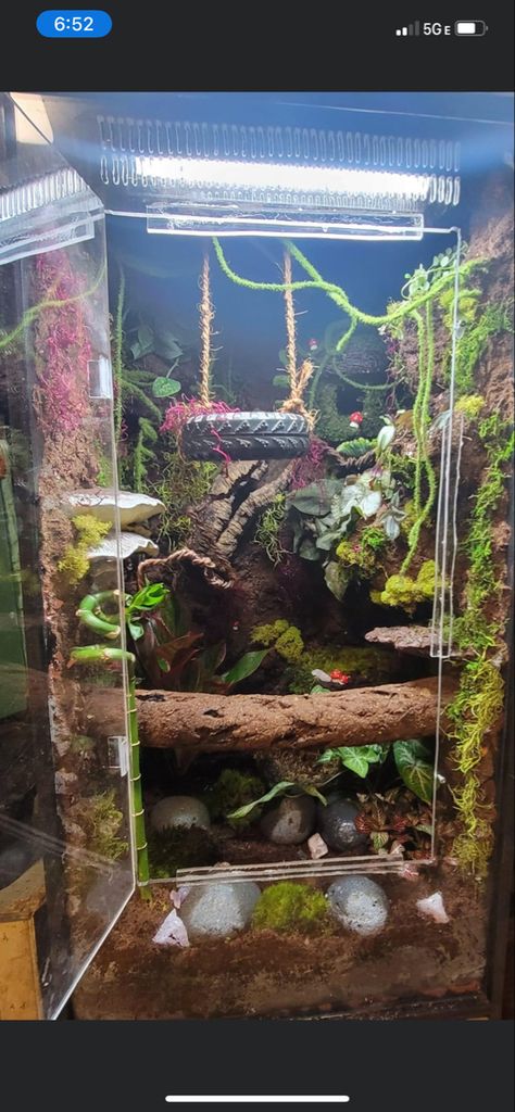 Crested Gecko Enrichment, Bioactive Reptile Enclosure, Crested Gecko Setup, Crested Gecko Habitat Bioactive, Crested Gecko Tank Ideas, Whites Tree Frog Enclosure, Sulcata Tortoise Habitat Indoor, Snake Terrarium Ideas, Reptile Room Aesthetic