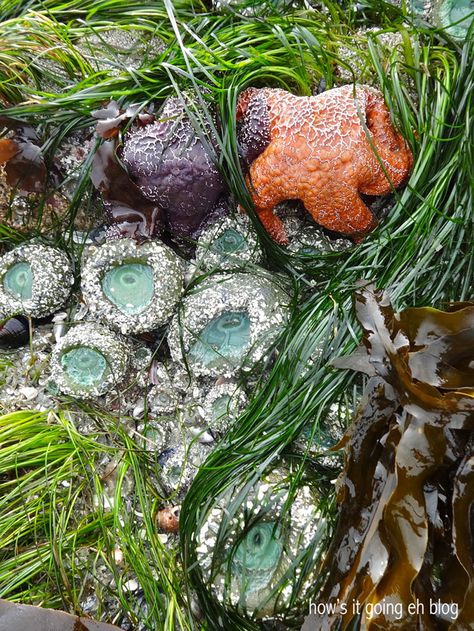 Pacific Northwest Tide Pools, Scenery Reference, Travel Vancouver Island, Pool Painting, Ucluelet Bc, Travel Vancouver, Pool Pictures, Pool Paint, Conservation Of Natural Resources