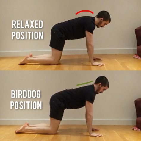 Bird Dog – Nick-E.com Bodyweight Workout Routine, Bird Dog, Core Exercises, Exercise Routine, Bird Dogs, Leg Raises, Double Chin, Stick It Out, Bodyweight Workout