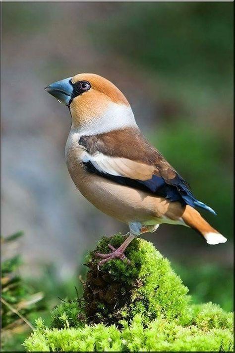 Buen día Evening Grosbeak, Eggs Diet, Asian Birds, Hawfinch, Bird Breeds, Kinds Of Birds, Finches, Nature Birds, Exotic Birds