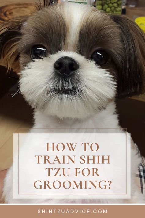 How To Train Shih Tzu For Grooming? Girl Shih Tzu Haircut, Short Hair Shih Tzu, Grooming Shih Tzu Face, How To Groom A Shih Tzu At Home, Shih Tzu Grooming Styles Teddy Bears, Shihtzu Haircut Teddy Bears, Shitzu Haircuts Boy, Short Shitzu Haircut, Malshi Haircuts