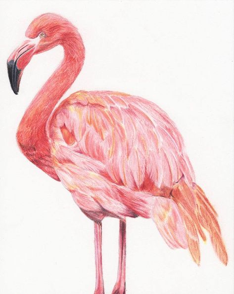 How to make Flamingo with poster colors in easy step by step tutorial? Here are some fun ways to engage your kids in learning arts, drawing, coloring and crafts activities. This little girl Eshoo make a beautiful flamingo drawing. Flamingo Drawing, Diy Watercolor Cards, Bird Watercolor Art, Flamingo Photo, Flamingo Painting, Flamingo Art, Original Pastel, Chalk Drawings, Drawing Tutorial Easy