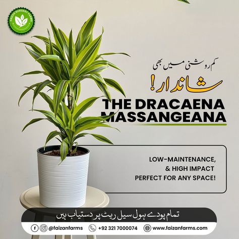 landscape services,landscape design, Dracaena Massangeana, Bahria Town, Corn Plant, Landscape Services, Perfect Plants, Low Maintenance, Planting, Indoor Plants, Lush