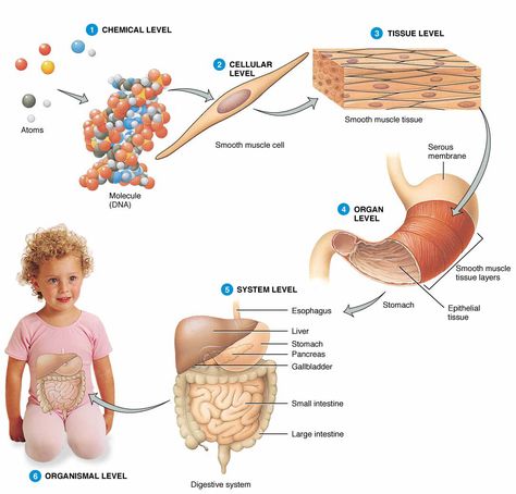 This lesson focuses on the levels of structural organization in the human body. A good understanding of this is needed for Anatomy and Physiology. Anatomi Dan Fisiologi, Serous Membrane, Human Body Vocabulary, Smooth Muscle Tissue, Human Body Organs, Study Biology, Basic Anatomy And Physiology, Anatomy Physiology, Tissue Types