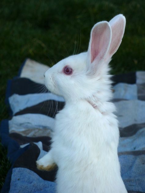 Albino Bunny Aesthetic, White Bunny Aesthetic, White Rabbit Aesthetic, Albino Bunny, Albino Rabbit, Albino Girl, Rabbit White, White Animals, Albino Animals