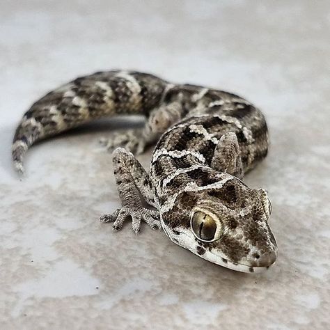 Michael Rehker on Instagram: “Teratolepis fasciata. Viper gecko or carrot-tailed or turnip-tailed gecko. One of the coolest gecko species around. They are a desert…” Viper Gecko, Gecko Species, Gecko, Snakes, Reptiles, Terrarium, Animals, On Instagram, Quick Saves