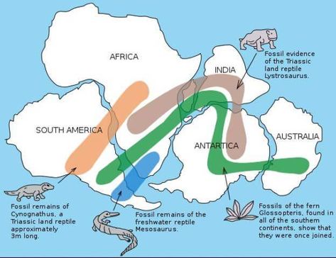 Continental Drift Theory, Seafloor Spreading, Continental Drift, Genetic Variation, Physical Geography, Plate Tectonics, Charts And Graphs, Earth Science, Geology