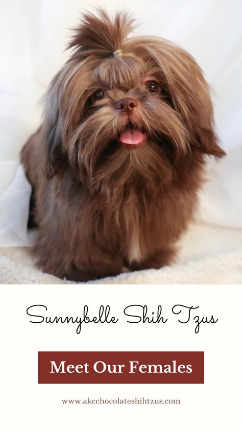 AKC Brown Liver Shih Tzu | Brown Nose Shih Tzu | Looking for a brown liver Shih Tzu? We are Shih Tzu breeders in Texas and raising brown liver Shih Tzu is our specialty! Click this pin to meet our gorgeous AKC registered females or save this pin for when you are ready to add a precious Shih Tzu puppy to your family! Liver Shih Tzu, Chocolate Shih Tzu, Dog Grooming Shih Tzu, Brown Shih Tzu, Shih Tzu Breeders, Shitzu Puppies, Shih Tzu Puppies, Shih Tzu Puppy, Shih Tzu Dog