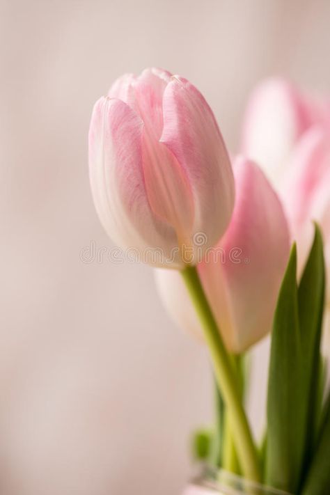 Pale Pink Tulips, Tulip Close Up, Tulip Single, Pink And White Tulips, Single Tulip, Chinese Drawing, Tulip Drawing, Higher Art, Hair Projects