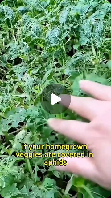 Home Gardening on Instagram: "How to get rid of aphids without using pesticides #garden #gardening #gardeningtips #planting #farming #pestcontrol #pesticides #aphids" Get Rid Of Aphids, Garden Hacks, Diy Sprays, Home Gardening, Garden Tips, Pesticides, Pest Control, Gardening Tips, Planting