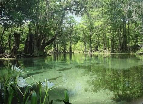 Florida Springs, Springs Florida, Pretty Landscapes, 수채화 그림, Body Of Water, Florida Travel, Nature Aesthetic, Pretty Places, Discover The World