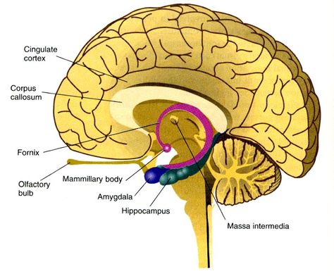 Spatial relationships between the corpus callosum, amygdala, hippocampus, mammillary bodies, and other medial structures in a sagittal brain slice. Hippocampus Brain, In Depth Bible Study, Human Brain Anatomy, Brain Pictures, Occipital Lobe, Corpus Callosum, Cerebral Cortex, Brain Structure, Limbic System