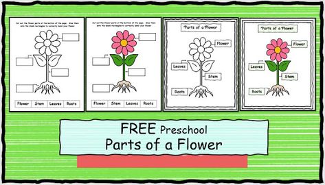 Homegrown Hearts and Minds: FREE Parts of a Flower (Preschool) Parts Of A Flower Preschool, Flower Preschool, Toddlers Crafts, Summer Homeschool, Spring Activity, Plants Unit, Preschool Craft, Preschool Projects, Toddler Classroom