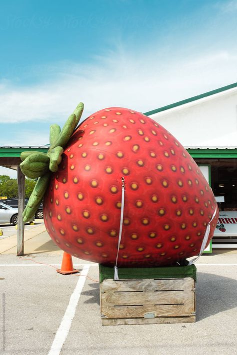 A giant inflatable strawberry at a summertime farmer's market in rural Alabama, USA. Rural Alabama, Pop Art Girl, Giant Inflatable, Mary Ann, Business Idea, Farmer's Market, Farmers Market, Alabama, Art Girl