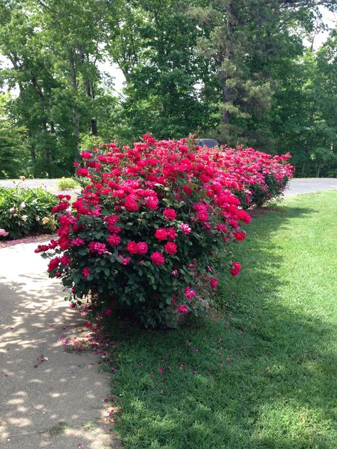 This Knock Out® #rose hedge looks pretty sharp! Roses On Side Of House, Rose Hedge Fence, Rose Hedge Front Yards, Rose Hedge, Landscaping With Roses, Knockout Roses, Rose Garden Design, Front Garden Landscape, Rose Gardens