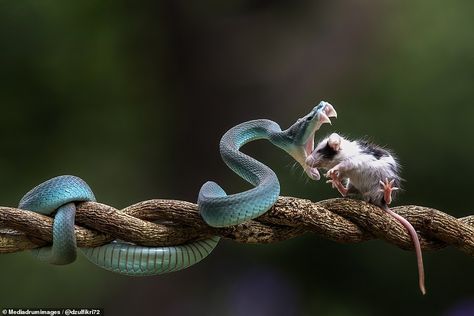 Curious Pose Reference, Blue Viper, Snake Eating, Danger Noodles, Becoming A Tattoo Artist, Blue Pits, Blue Snake, Animals Photos, Animal Study