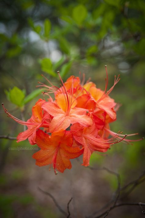 Vibrant Flame Azalea blooms near the Haw Creek Valley in the Blue Ridge Parkway in Asheville, North Carolina. #flameazalea #azalea #blueridgeparkway #hawcreekvalleyoverlook #Asheville #nc #wnc #avl #northcarolina #blueridgemountains #appalachia #ashevillephotography #camiphoto Flame Azalea, Blue Ridge Parkway Fall, Azalea Flower, Road Trip Planner, Fall Road Trip, Asheville North Carolina, Blue Ridge Parkway, Floral Sleeve, Autumn Landscape