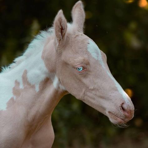 Aesthetic Horse, Rare Horse Breeds, Akhal Teke Horses, Rare Horses, American Paint Horse, Paint Horses, Horse Pics, Horse Coats, Horse Photo