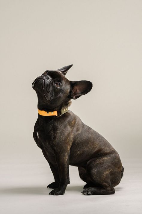 Frenchie model Bob wearing our durable Orange & Bright Orange dog collar. The GULA collars are water, mold, scratch and tear proof. All our collars and leashes are hand made in Amsterdam, the Netherlands. Turquoise Dog Collar, Orange Dog Collar, Pets Photos, Orange Dog, Velvet Dog Collar, Red Dog Collar, Personalized Leather Dog Collar, Dogs Images, Leather Dog Collar Custom