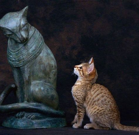 Cats In Ancient Egypt, Regard Animal, Egyptian Cats, Egyptian Mau, Kinds Of Cats, Cat Photos, Airbrush Art, Domestic Cat, Cute Kittens